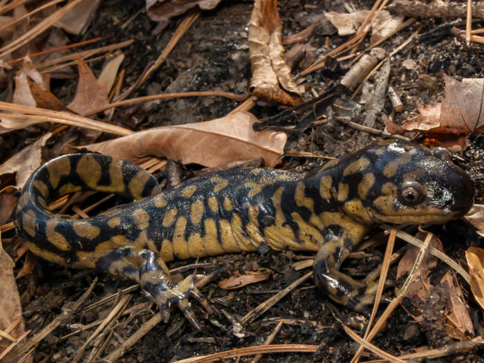 Cannibalistic tiger salamanders have special physical features.