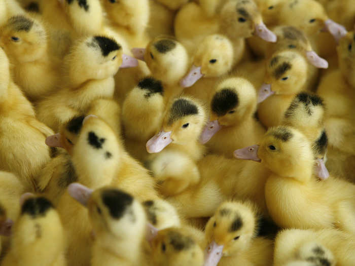 Ducklings can engage in cannibalistic behaviors when they