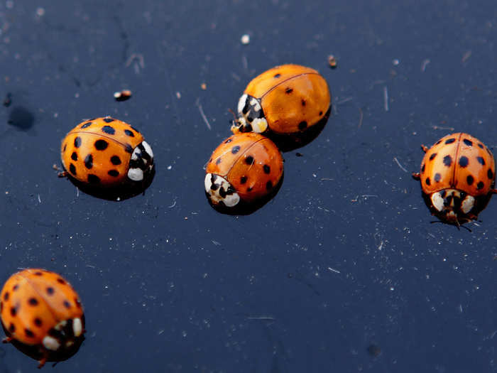 Ladybugs are cannibalistic insects.