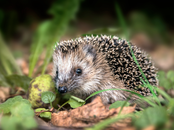 Hedgehogs eat their own babies sometimes as well.