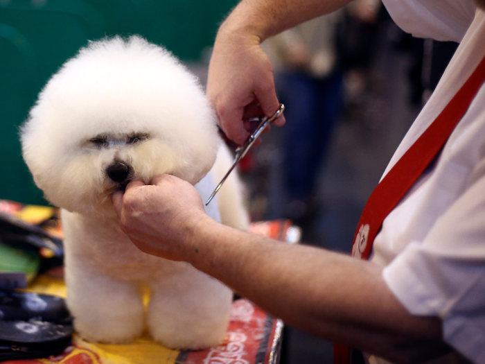 Dog groomers