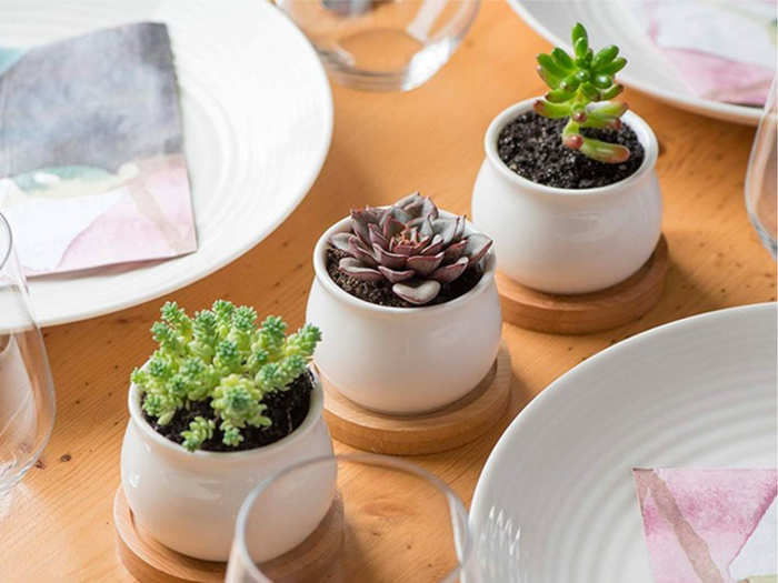 Mini succulents in ceramic planters