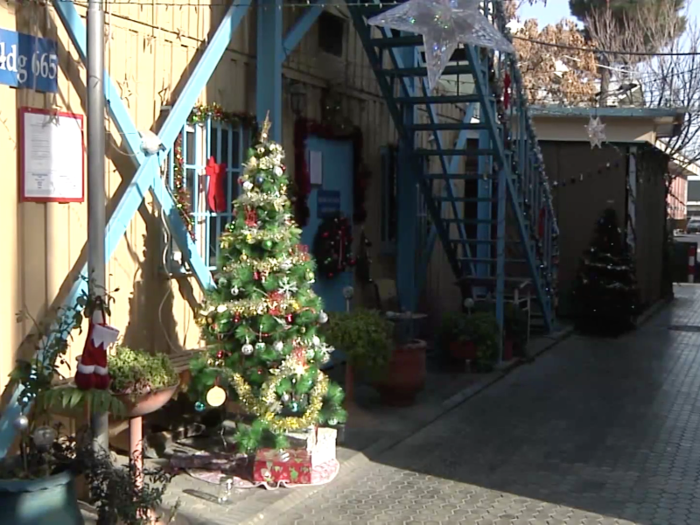 Two Christmas trees are set up outside the gender relations building.