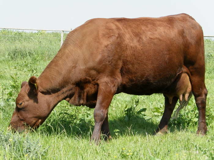 In his downtime, Lynch spends a lot of time learning and caring for rare breeds. He keeps red poll cattle and other rare animal breeds at his home in Suffolk.