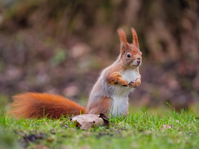 Red squirrels have shifted their breeding schedule to adapt to rising spring temperatures.