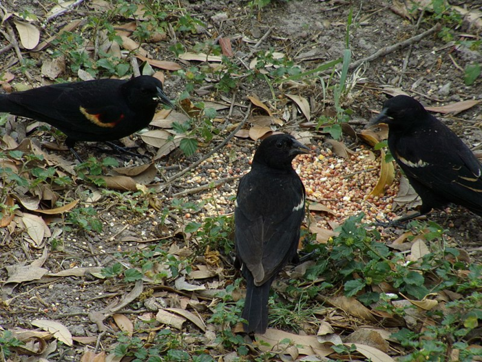 Blackbirds are changing the pitch of their calls due to noise pollution.