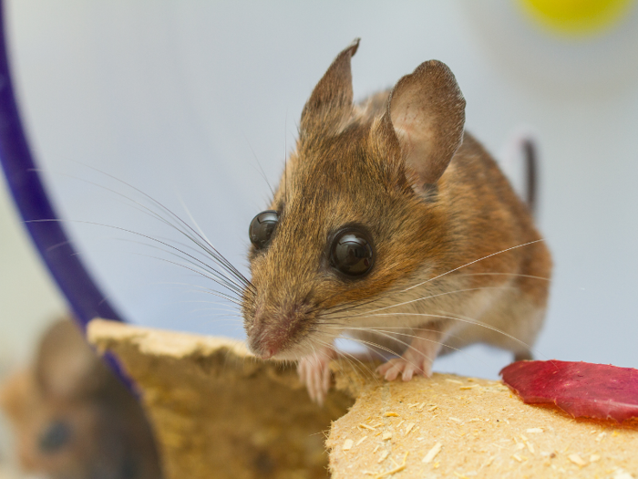 Mice in New York City are adapting to eat fast food.