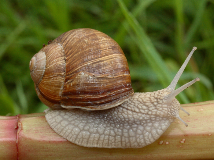 The color of European snail shells is changing.