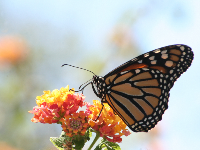 Monarch butterflies are delaying their southern migration due to warmer weather.