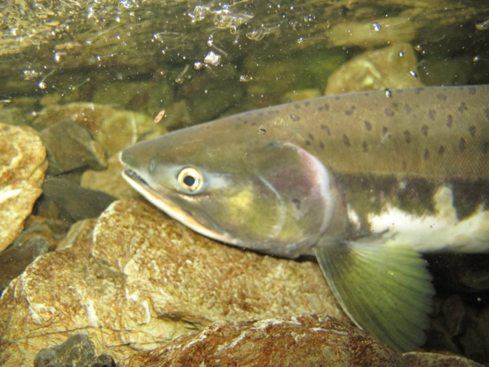 Pink salmon in Alaska migrate earlier due to rising water temperatures.