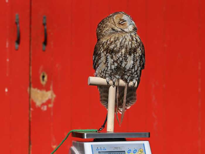 The color of Tawny owls