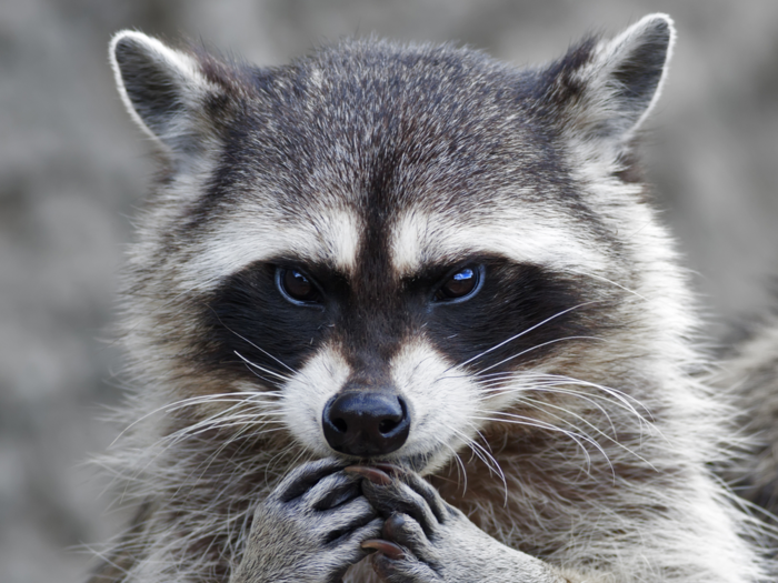 Raccoons commonly carry rabies.