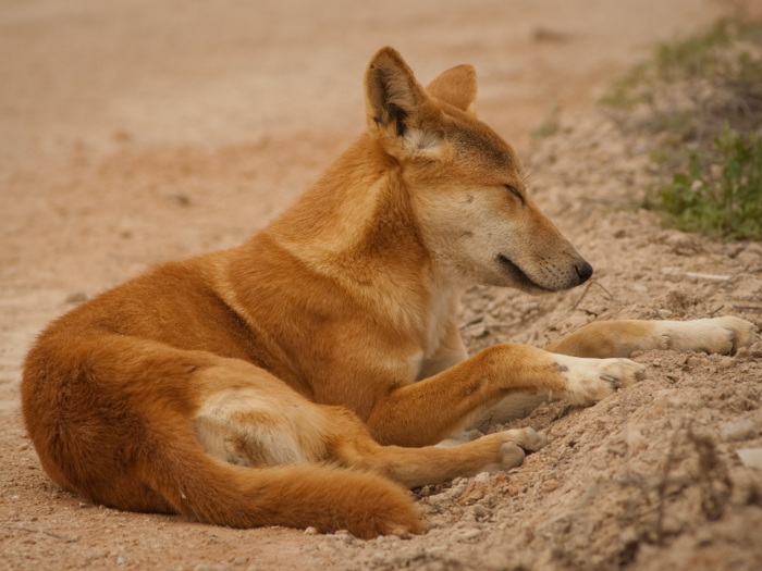 Dingoes can be violent and aggressive when provoked.