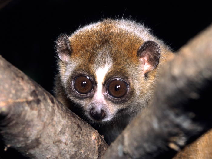 The slow loris is venomous.