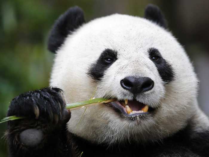 Giant pandas have a pretty strong bite.