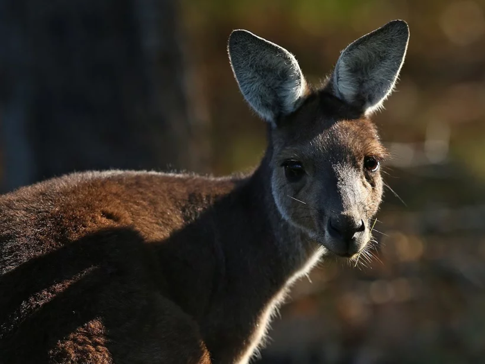 Kangaroos have claws and powerful hind legs.