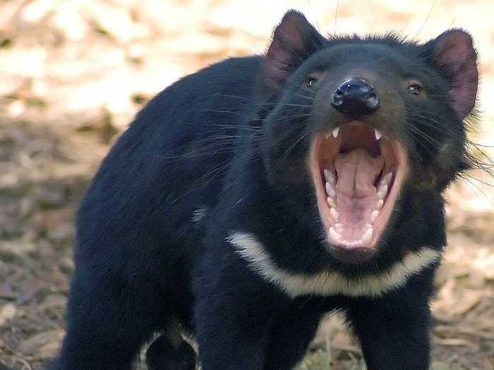 Tasmanian devils can burst into fits of rage.