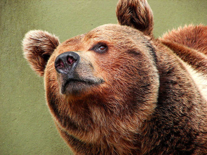 Brown bears will attack when provoked.