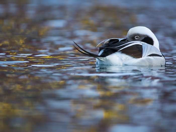 Carlos Perez Naval won the 11- to 14-year-olds category with this morning shot of a sleepy long tailed duck in Norway