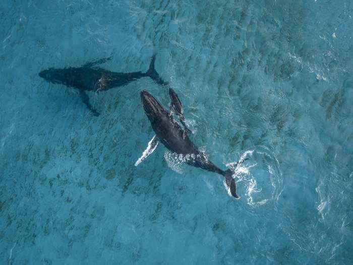 Seventeen-year-old Cameron McGeorge has been building drones with his dad for five years, in the hopes of glimpsing whales from above like this.