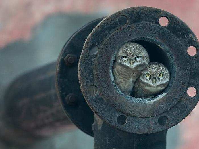 Kids also took some impressive wildlife shots this year. Arshdeep Singh, who started taking pictures when he was six, won the 10-and-under category for this shot of a pair of owls.