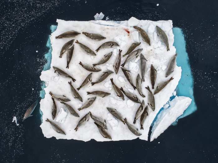 Photographer Cristobal Serrano used a drone to spy these seals in one of their favorite resting spots in the Errera Channel of Antarctica.