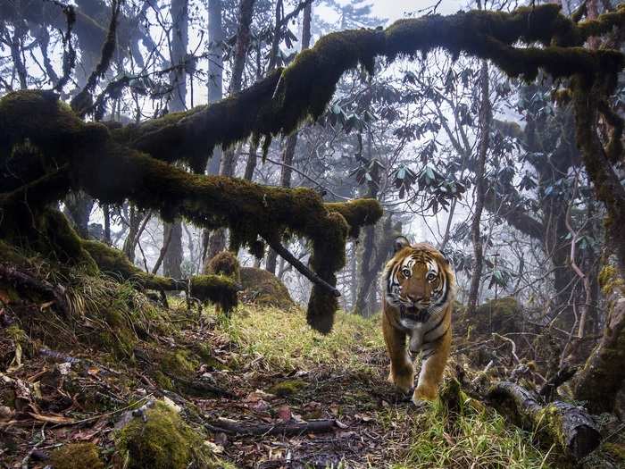 After climbing 2,300 feet in the forests of Bhutan, setting up eight camera traps, and waiting 23 days, photographer Emmanuel Rondeau finally got a close-up shot of a tiger.