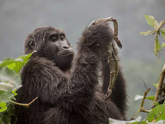 Like people, animals mourn their dead relatives. This gorilla mother carried, cuddled, and groomed her infant