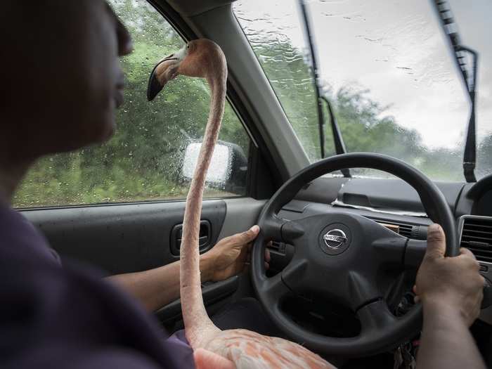 Bob the flamingo also spends his life in close contact with humans — he is an ambassador for a Caribbean animal rehab center. The bird is pretty comfortable behind the wheel.