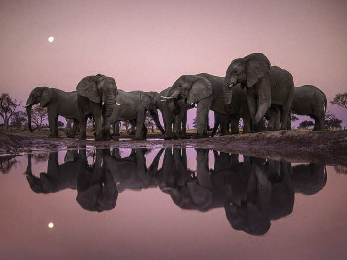 Photographer Frans Lanting won a Lifetime Achievement Award in this year