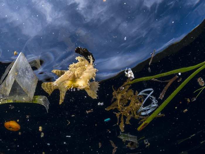 French photographer Greg Lecoeur found this frogfish surrounded by plastic bits in Raja Ampat, Indonesia.