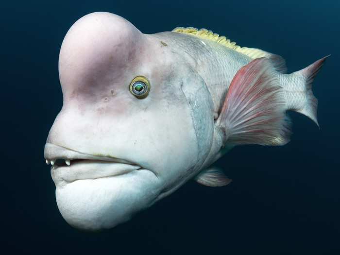 Underwater photographer Tony Wu was tickled to meet this Asian sheepshead wrasse  off the coast of Japan