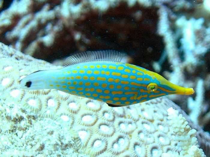 Orange-spotted harlequin filefish are losing their meal of choice.