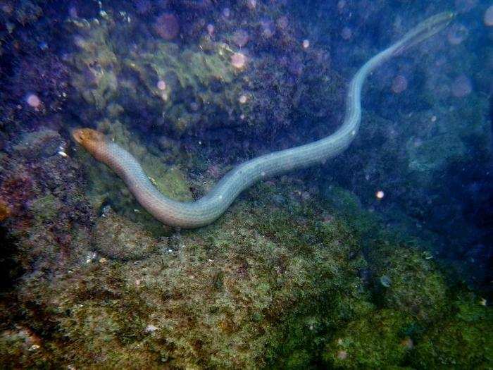 The olive-brown sea snake could lose its habitat