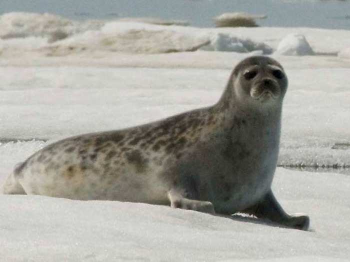 Ringed seals could lose their primary habitats.