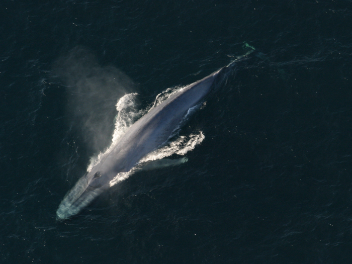 Problems for krill mean blue whales might lose a major food source.