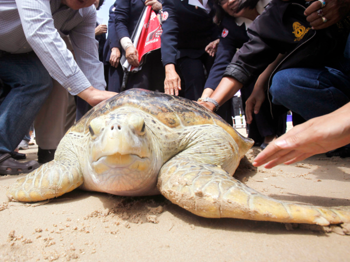 The number of hawksbill turtles is also dwindling.
