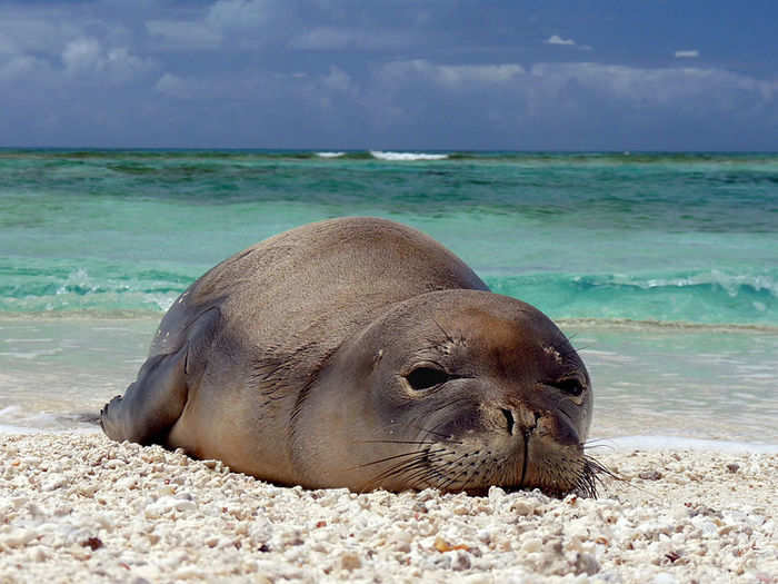 The population of Hawaiian monk seal has been declining for quite some time.
