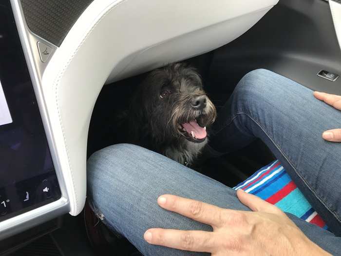 But the best feature about the Model X? Honestly, it was how much my dog loved the vehicle!