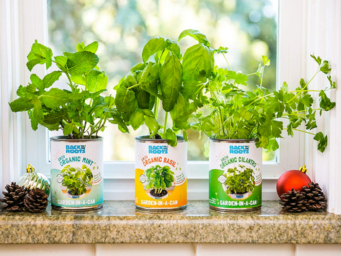 An herb garden in a car