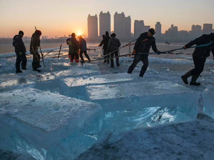 The ice blocks are then dragged to the festival site.