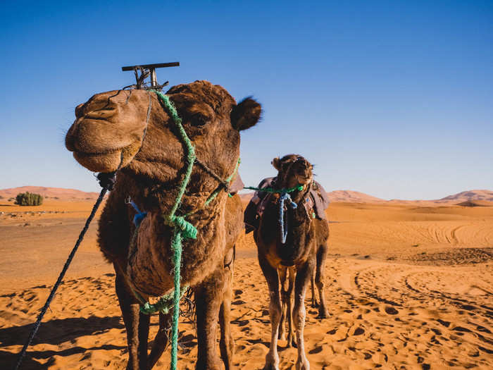 By the time we reached Merzouga again, I was ready to be off the camel. Riding on a hump gets old after a while. But the slow walk through the vast desert waves was worth every bump from the "camel massage."