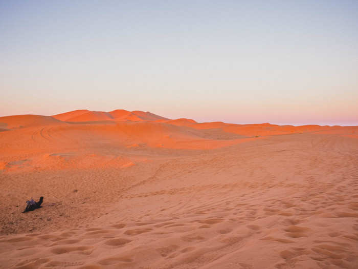 After the sun crested over the horizon, it blanketed the dunes in this gorgeous orange light. But I