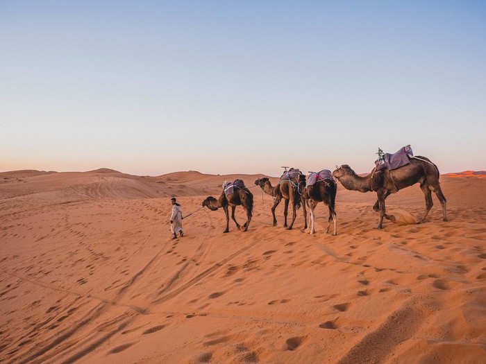 ... and the handler put them in the camel "parking lot," i.e. a little dip in the dunes where they