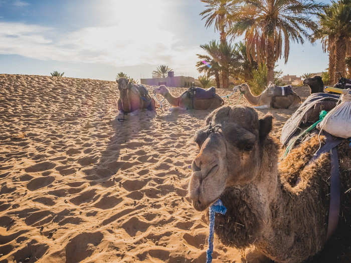 I had booked a tour through Mouhou Tours, a family-run Moroccan tour company operated by Aziz Mouhou, a member of the Ait Khebbach tribe. Mouhou grew up just a few miles from the erg.