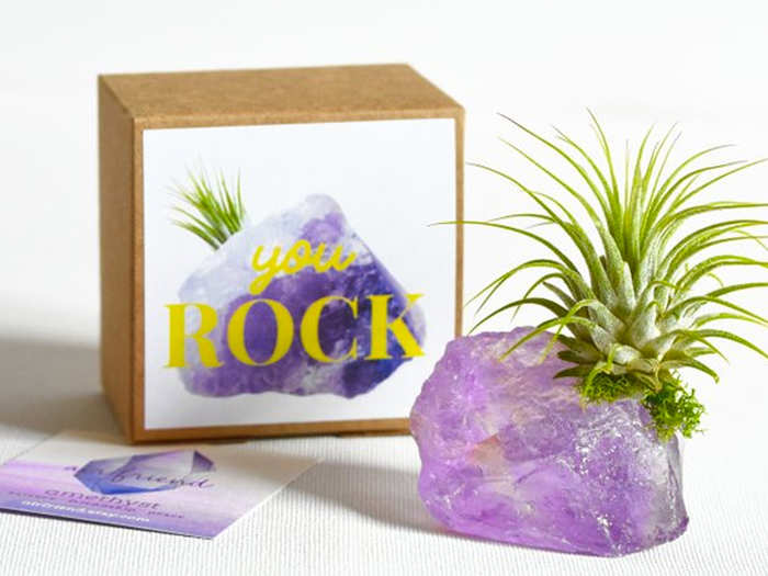 An air plant that brings a positive vibe to their space and mind