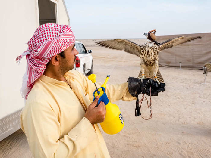 As the training winds down, the workers prepare the birds to go back into captivity in the club. With rounds of airplane and telwah training done, they spray the birds