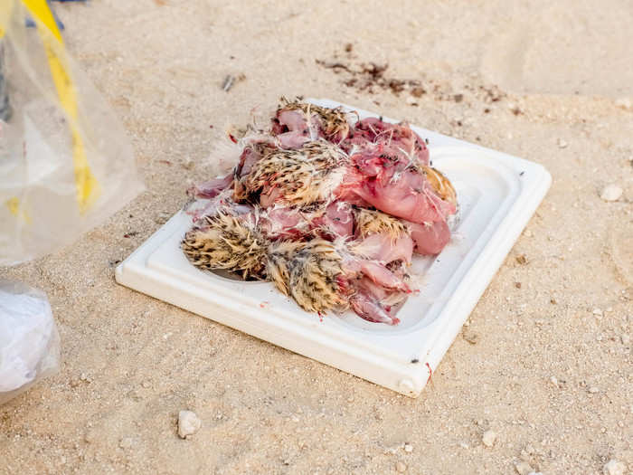 Dinner is served. It is not uncommon for cities like Dubai or Abu Dhabi to hire falconers to let loose their birds in the city to cull the pigeon population, according to Al-Hamli. There