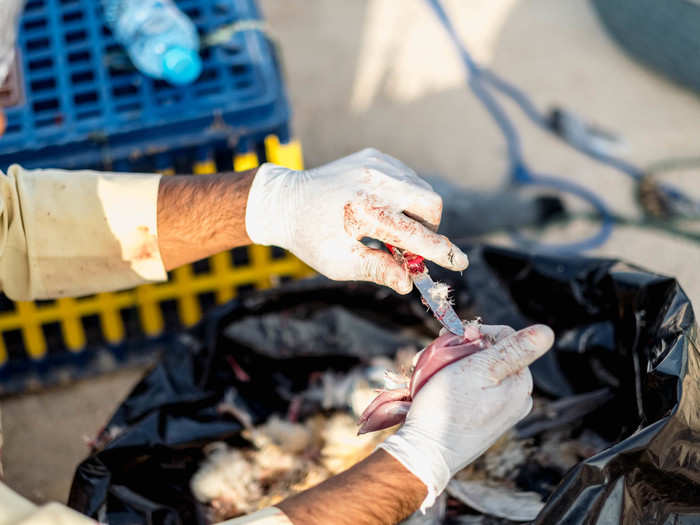 One of the workers was methodically cutting through live pigeon after live pigeon, chopping the heads off, plucking the feathers, and then cutting them up into little morsels that he tossed into a bag for the other workers to feed to the falcons.