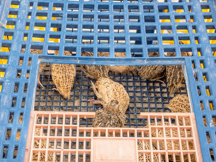 And they require a ton of food. Typically, falcons are kept on a diet of pigeon, quail, or chicken. But the caretakers need to be cautious with how much they feed them. Too much and the bird will be sluggish and not motivated to fly. Too little and it could get weak or try to fly away.